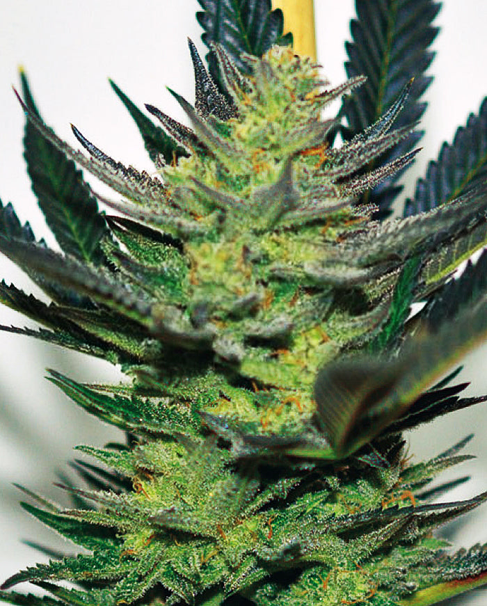 Semillas feminizadas de Afghan Skunk
