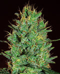 Semillas feminizadas de Amnesia Haze