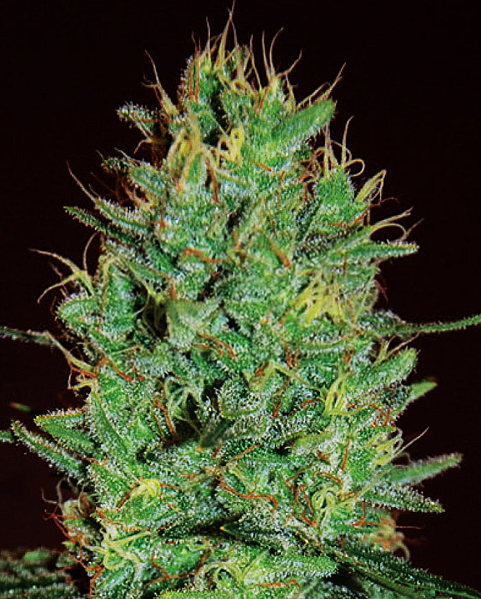 Semillas feminizadas de Amnesia Haze
