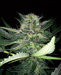 Semillas feminizadas de Critical Lights