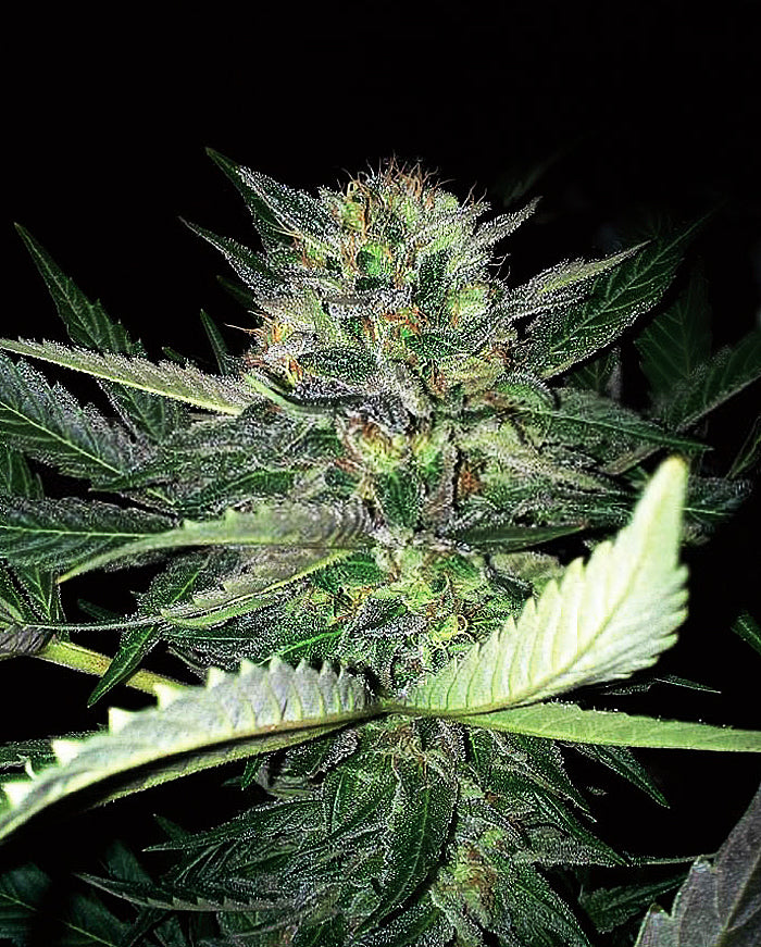 Semillas feminizadas de Critical Lights