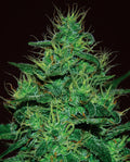 Semillas feminizadas de Amnesia Haze Auto