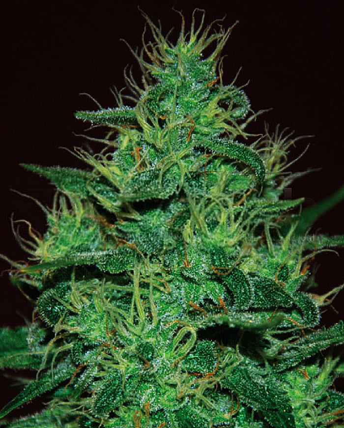 Semillas feminizadas de Amnesia Haze Auto