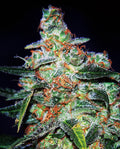 Semillas feminizadas de Cheese Auto