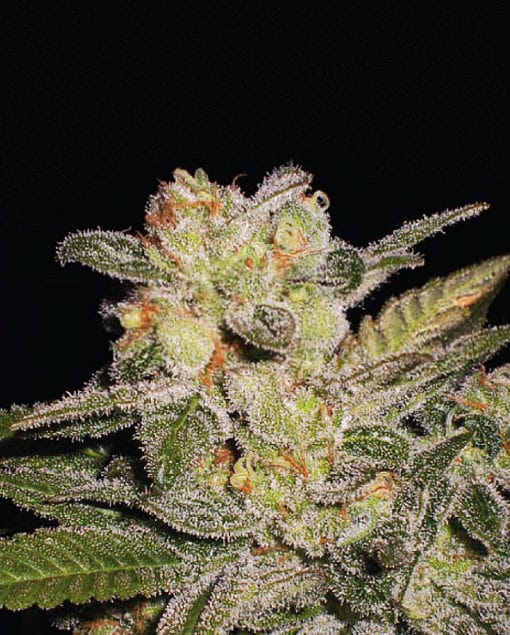 Semillas feminizadas de Northern Lights Auto
