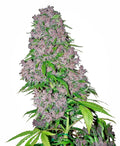 Semillas feminizadas de Purple Bud