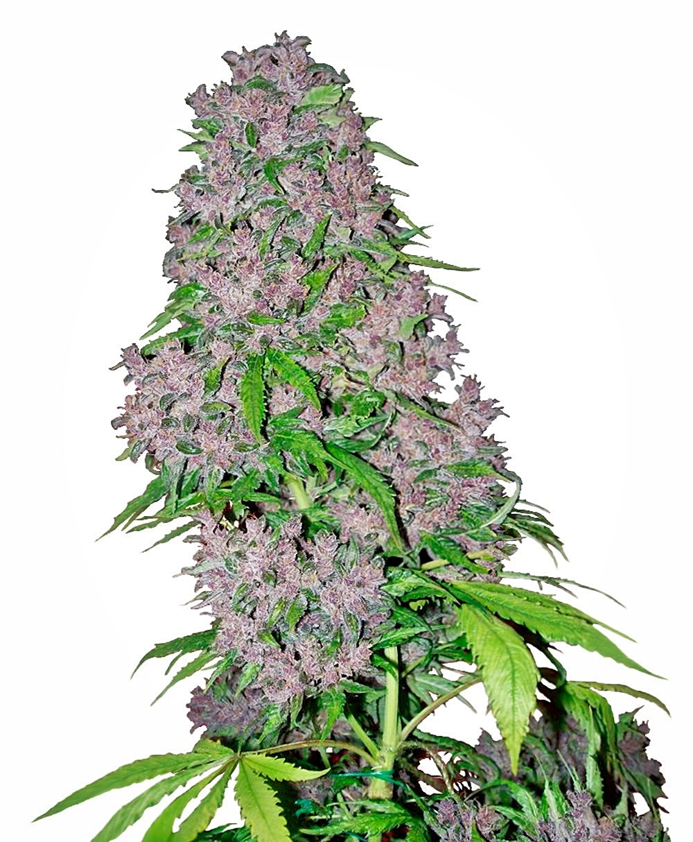 Semillas feminizadas de Purple Bud