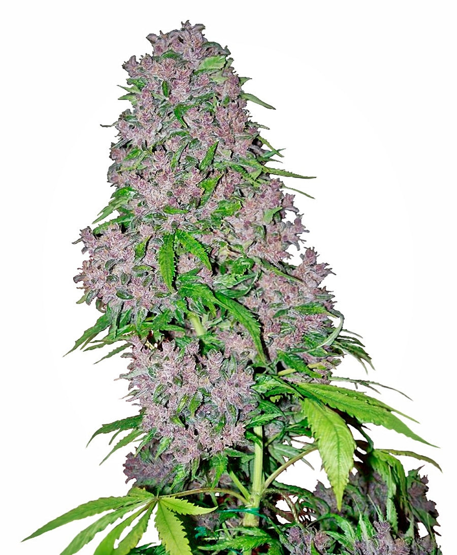 Purple Bud Feminised Seeds