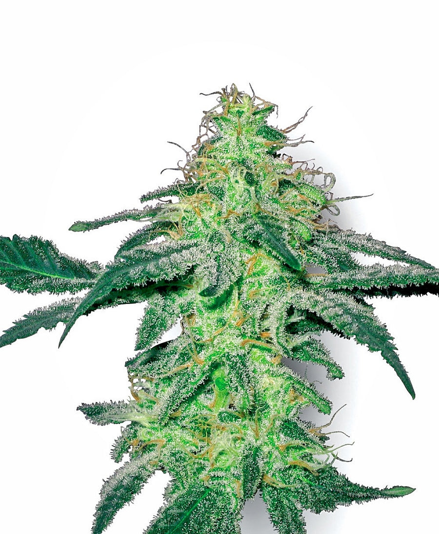 White Skunk Feminised Seeds
