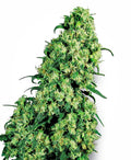 Semillas feminizadas Skunk #1