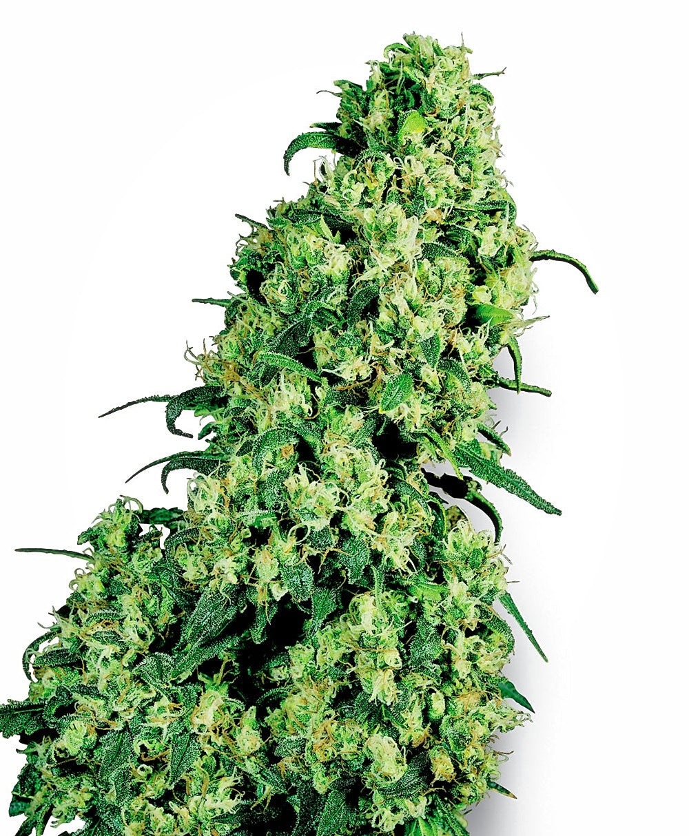 Semillas feminizadas Skunk #1