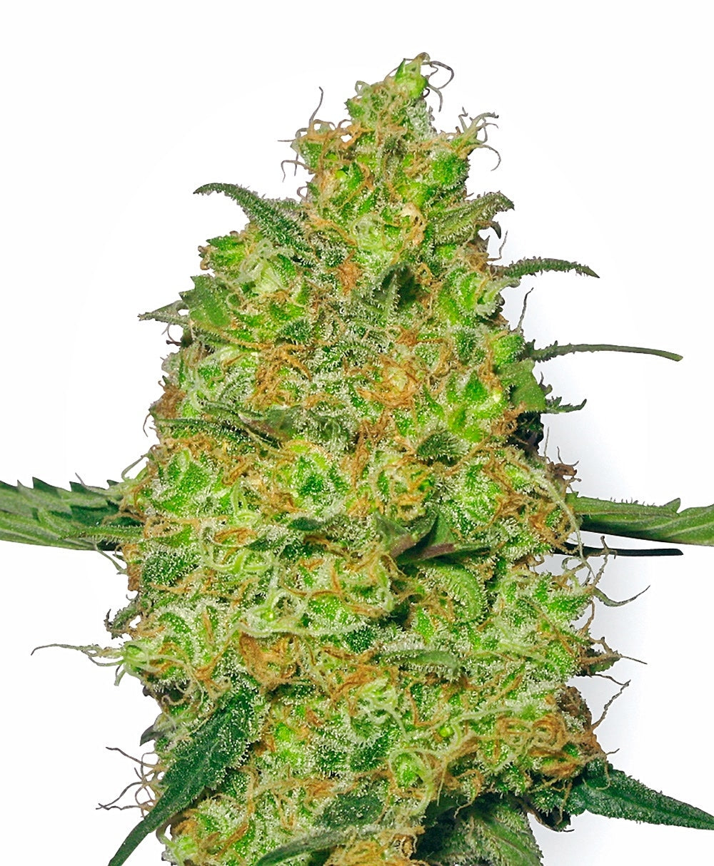 Semillas feminizadas Master Kush