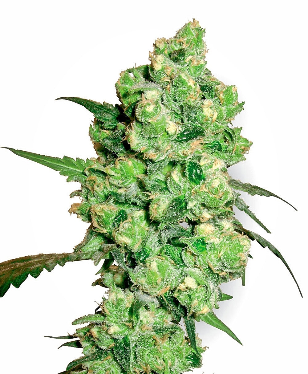Semillas feminizadas de Super Skunk