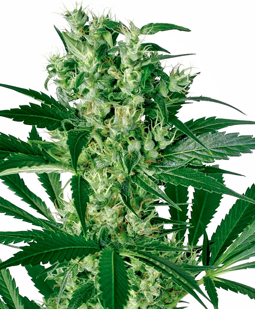 Semillas feminizadas X-Haze