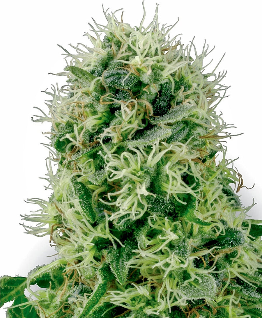 Pure Power Plant Feminised Seeds