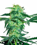 White Ice Feminised Seeds