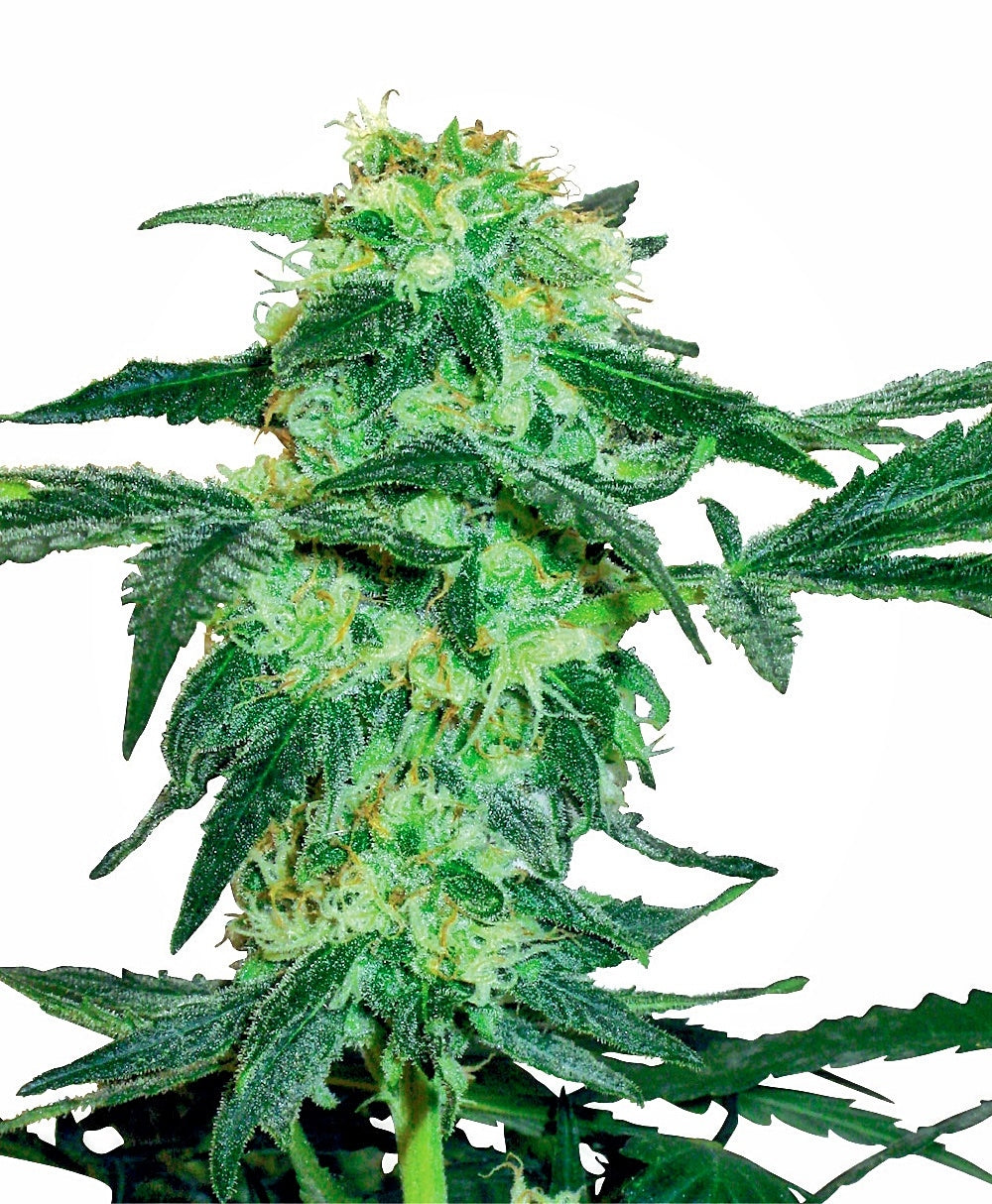 Semillas feminizadas de White Ice