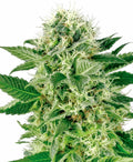 Semillas feminizadas de Northern Lights