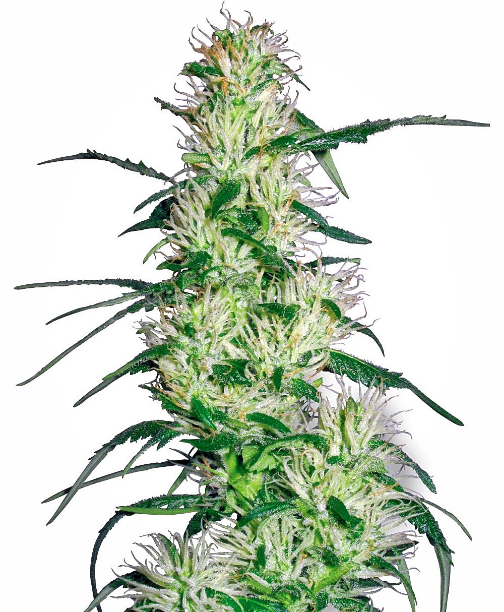 Semillas feminizadas Purple Haze