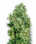 Semillas feminizadas White Gold