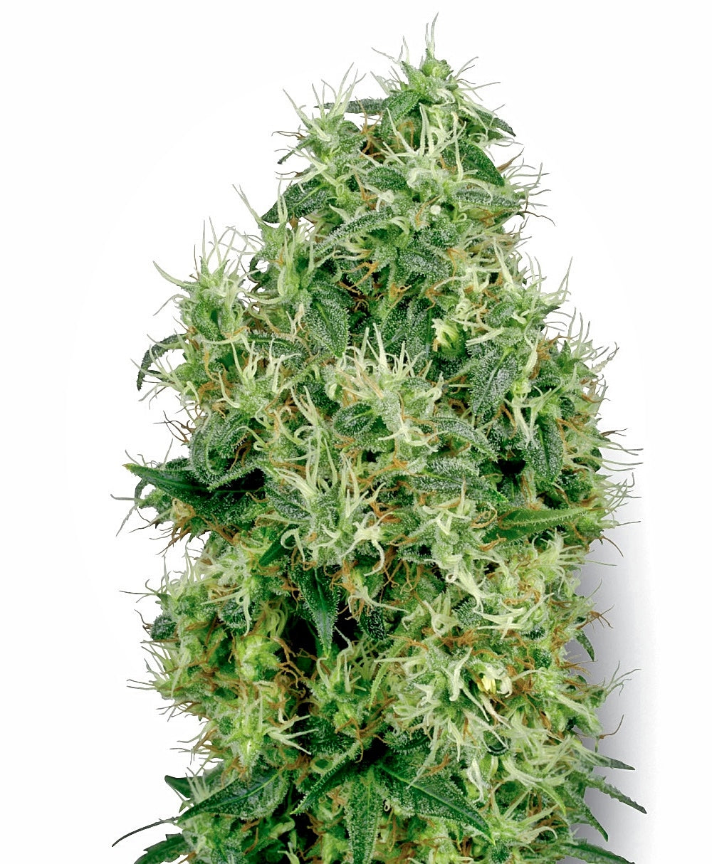 Semillas feminizadas White Gold