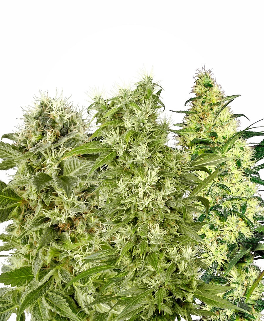 Female Mix Feminised Seeds