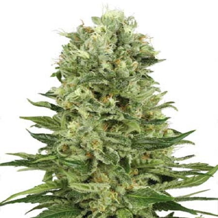 Semillas feminizadas de Skunk #1 Auto