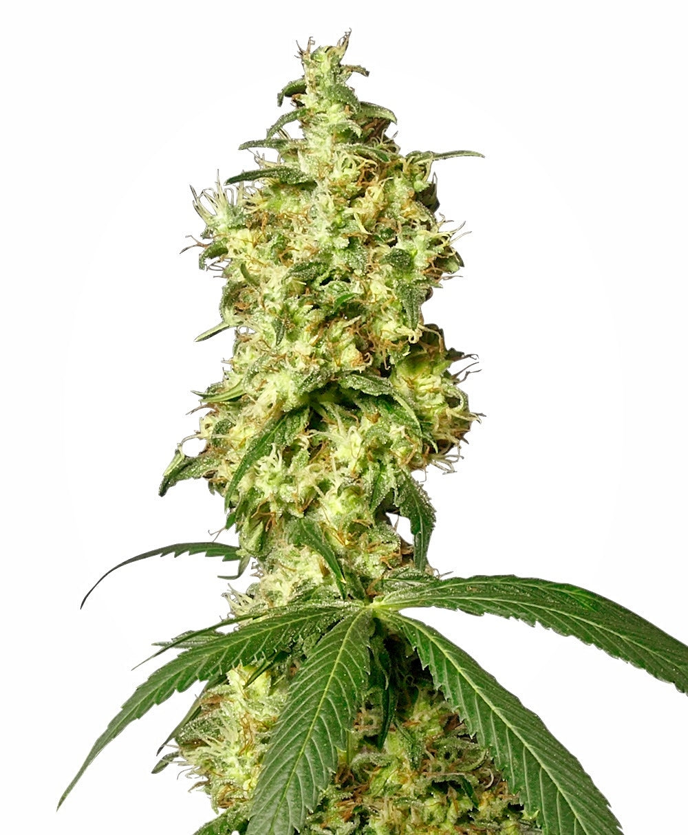 Semillas feminizadas de White Widow Auto