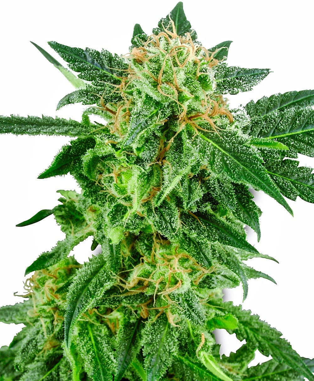 Semillas feminizadas de Snow Ryder Auto