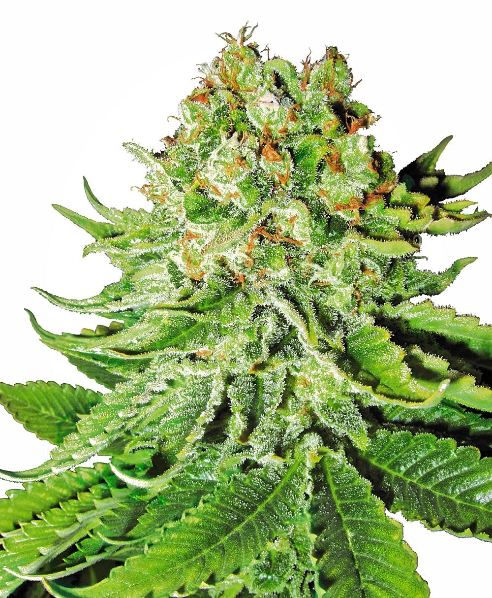 Semillas feminizadas de Northern Lights Auto