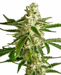 Semillas feminizadas de White Diesel Haze Auto