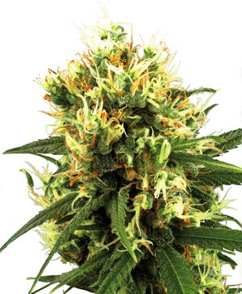 Semillas feminizadas de White Haze Auto