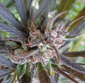 Semillas feminizadas Haze x Kali China