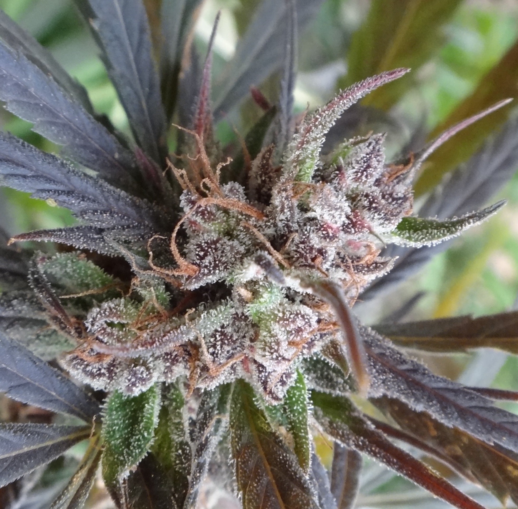 Semillas feminizadas Haze x Kali China