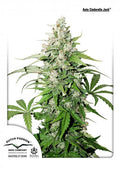 Cinderella Jack Auto Feminised Seeds