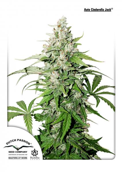 Cinderella Jack Auto Feminised Seeds