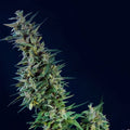 Kama Kush CBD Feminised Seeds
