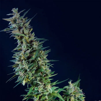 Semillas feminizadas de CBD de Kama Kush