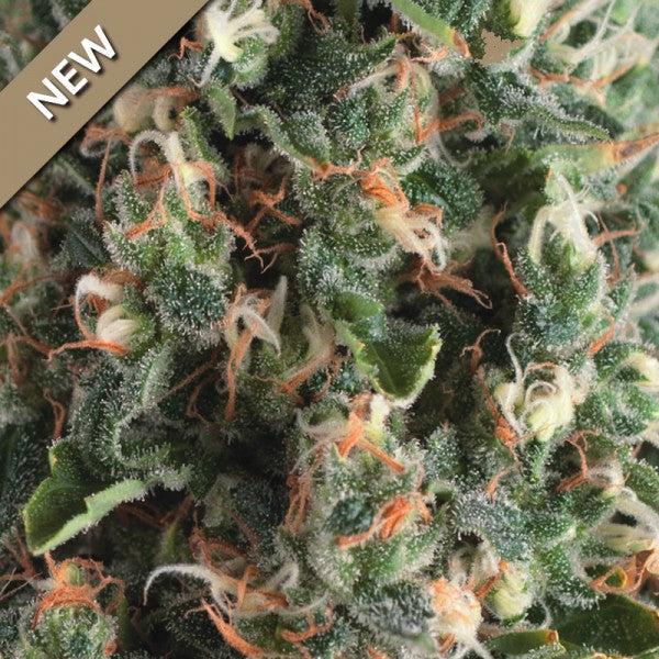 Semillas feminizadas Super OG Kush Auto
