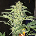 SAGE CBD feminisierte Samen