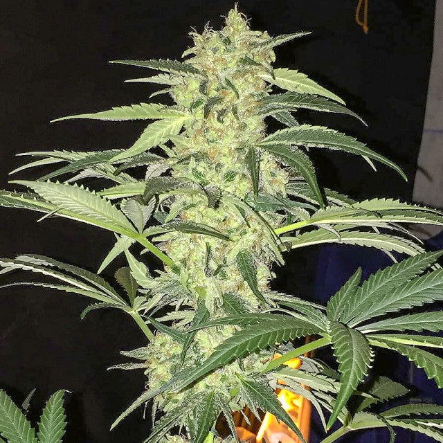 Semillas feminizadas SAGE CBD