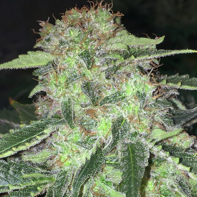 LA S.A.G.E. CBD Feminised Seeds