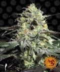 Peyote Cookies Feminised Seeds