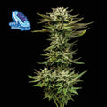 Semillas feminizadas C99 x Blueberry Fast