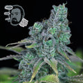 Semillas feminizadas Jack Herer Fast