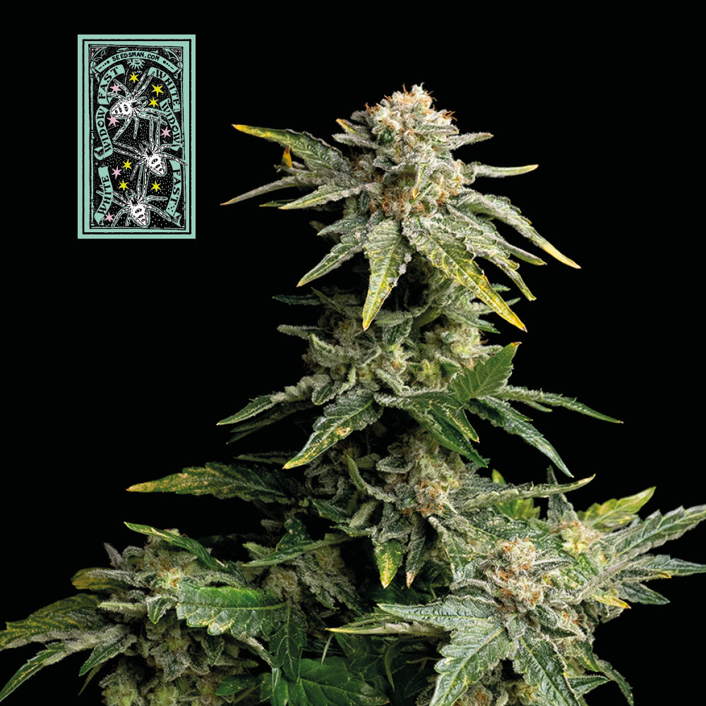 Semillas feminizadas White Widow Fast