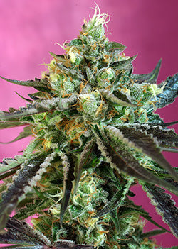 Semillas feminizadas Sweet Nurse CBD Auto