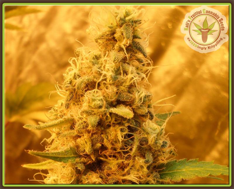 Jack Mist Tree Feminised Seeds