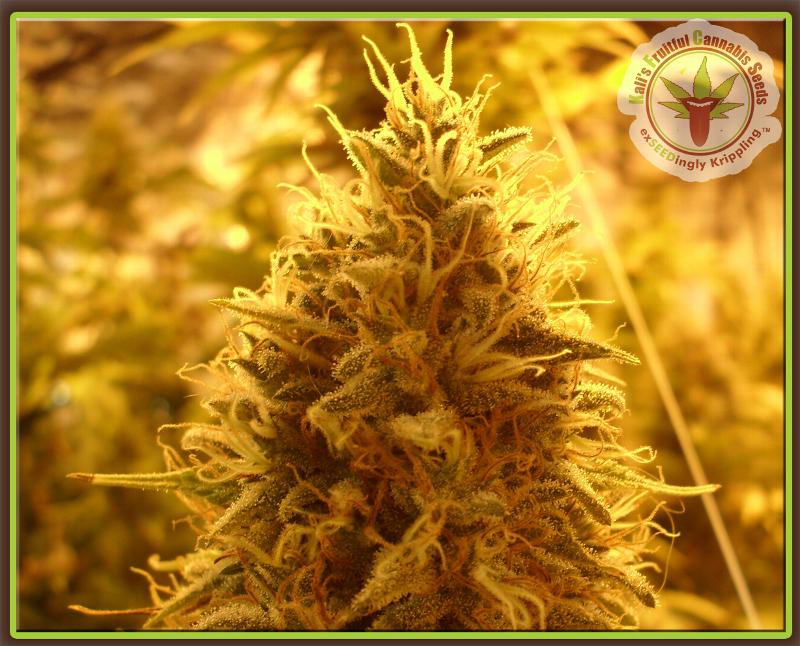 Semillas feminizadas Puff Puff Pass Out
