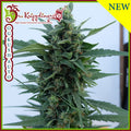 Semillas feminizadas OG Kush Auto